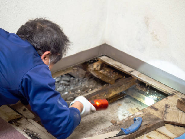 Best Residential Mold Removal  in Exandria, AL
