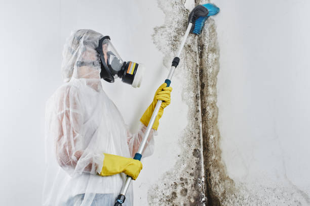 Best Black Mold Removal  in Exandria, AL
