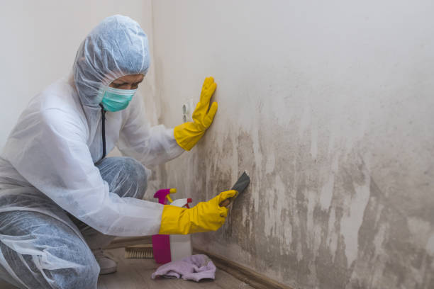 Best Mold Cleaning Services  in Exandria, AL