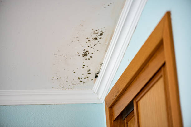 Best Local Mold Removal Service  in Exandria, AL