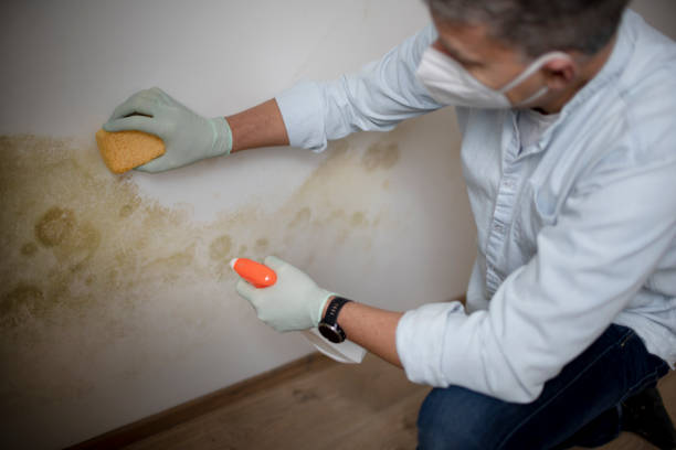 Best Mold Testing  in Exandria, AL