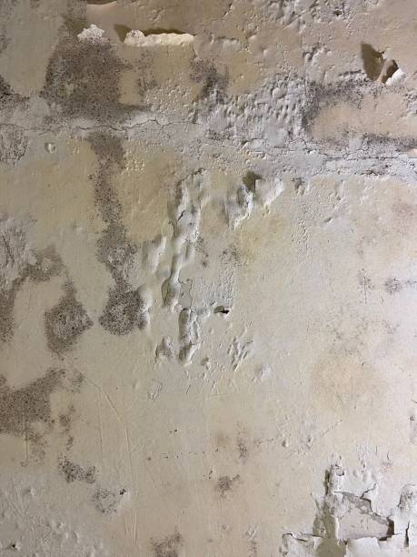 Best Mold Inspection  in Exandria, AL