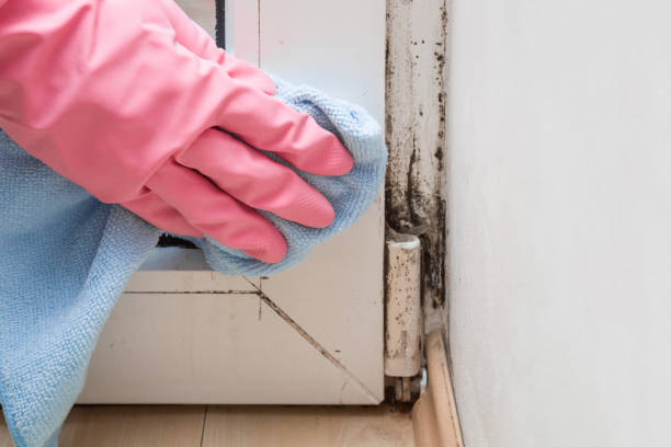 Best Certified Mold Removal  in Exandria, AL